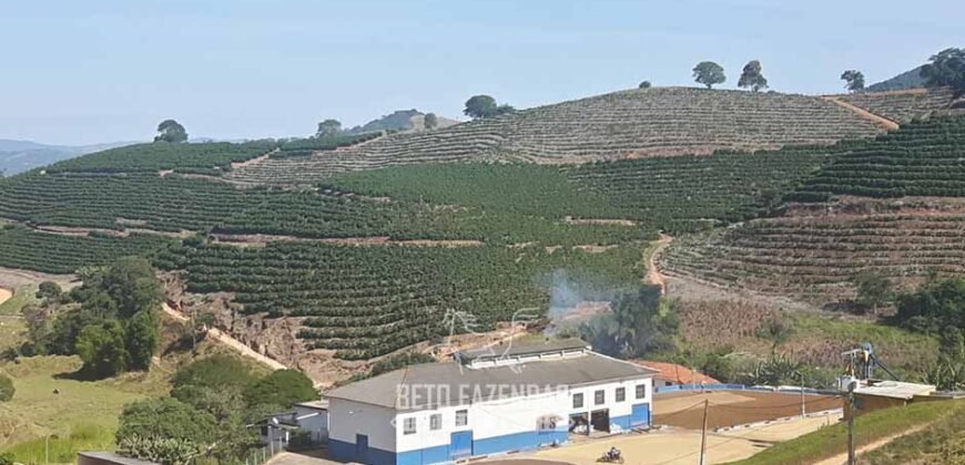 Fazenda de Café à Venda com 127 hectares em Plena Produção | Alfenas/ MG