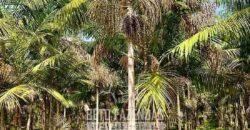 Indústria de Polpa de Açaí à Venda de Alta Capacidade com Fazenda Própria – Pará