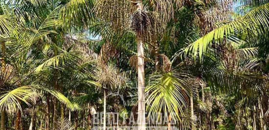 Indústria de Polpa de Açaí à Venda de Alta Capacidade com Fazenda Própria – Pará