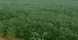 Fazenda à 12.565 hectares de Dupla Aptidão | Santana do Araguaia/PA