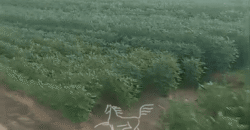 Fazenda à 12.565 hectares de Dupla Aptidão | Santana do Araguaia/PA