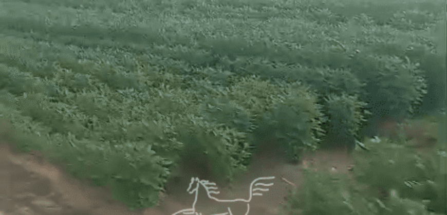 Fazenda à 12.565 hectares de Dupla Aptidão | Santana do Araguaia/PA