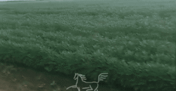 Fazenda à 12.565 hectares de Dupla Aptidão | Santana do Araguaia/PA