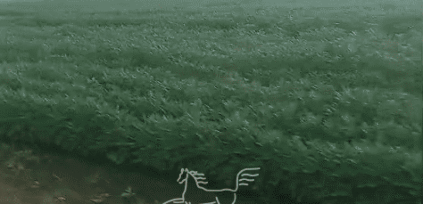 Fazenda à 12.565 hectares de Dupla Aptidão | Santana do Araguaia/PA