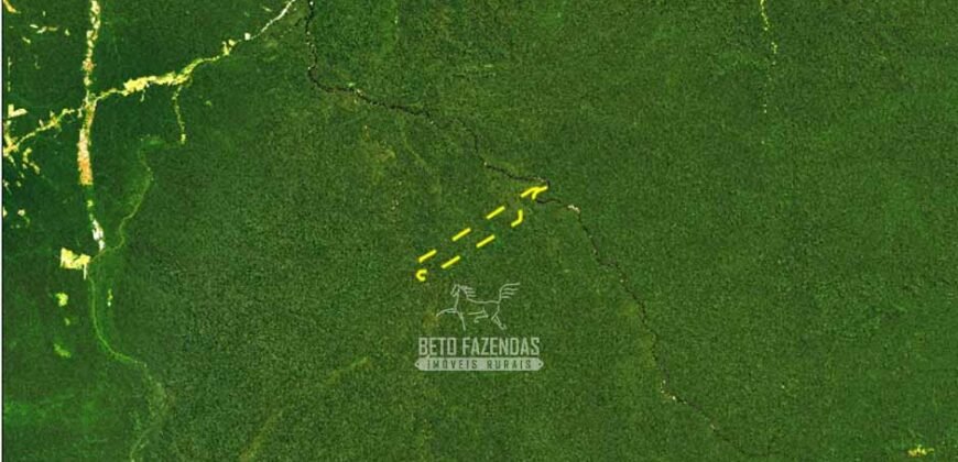 Área de Mata Fechada à Venda com 17.790 Hectares P/ Crédito de Carbono | Novo Aripuanã/ AM