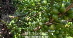 Fazenda à Venda de Café 640 Hectares Produção Industrial SUl de Minas | Região de Alfenas/ MG Fazenda à Venda de Café 640 Hectares Produção Industrial SUl de Minas | Região de Alfenas/ MG