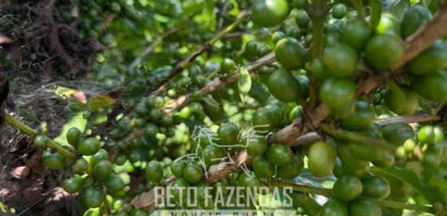 Fazenda à Venda de Café 640 Hectares Produção Industrial SUl de Minas | Região de Alfenas/ MG Fazenda à Venda de Café 640 Hectares Produção Industrial SUl de Minas | Região de Alfenas/ MG