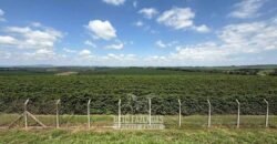 Fazenda à Venda de Café 640 Hectares Produção Industrial SUl de Minas | Região de Alfenas/ MG Fazenda à Venda de Café 640 Hectares Produção Industrial SUl de Minas | Região de Alfenas/ MG