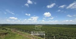 Fazenda à Venda de Café 640 Hectares Produção Industrial SUl de Minas | Região de Alfenas/ MG Fazenda à Venda de Café 640 Hectares Produção Industrial SUl de Minas | Região de Alfenas/ MG