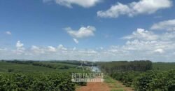 Fazenda à Venda de Café 640 Hectares Produção Industrial SUl de Minas | Região de Alfenas/ MG Fazenda à Venda de Café 640 Hectares Produção Industrial SUl de Minas | Região de Alfenas/ MG
