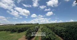 Fazenda à Venda de Café 640 Hectares Produção Industrial SUl de Minas | Região de Alfenas/ MG Fazenda à Venda de Café 640 Hectares Produção Industrial SUl de Minas | Região de Alfenas/ MG