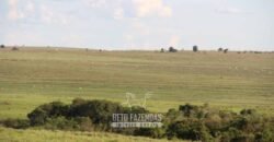 Fazenda à Venda 977 Hectares 90% Aproveitável Lavoura e Pecuária de Elite | Caiuá/SP
