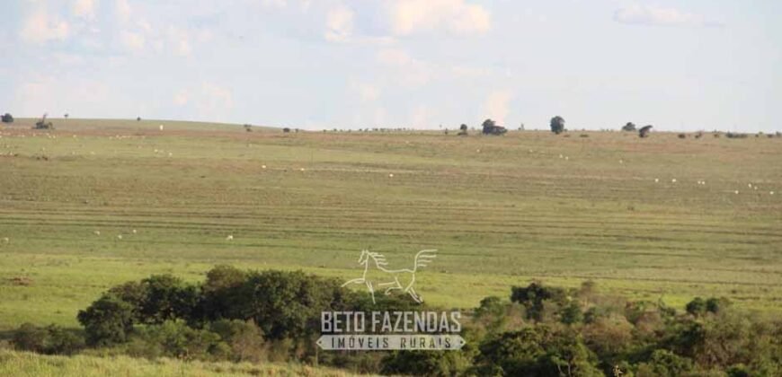 Fazenda à Venda 977 Hectares 90% Aproveitável Lavoura e Pecuária de Elite | Caiuá/SP