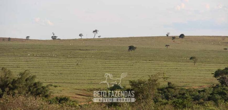 Fazenda à Venda 977 Hectares 90% Aproveitável Lavoura e Pecuária de Elite | Caiuá/SP