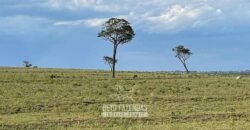 Fazenda à Venda 977 Hectares 90% Aproveitável Lavoura e Pecuária de Elite | Caiuá/SP