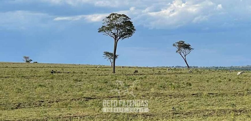 Fazenda à Venda 977 Hectares 90% Aproveitável Lavoura e Pecuária de Elite | Caiuá/SP