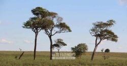 Fazenda à Venda 977 Hectares 90% Aproveitável Lavoura e Pecuária de Elite | Caiuá/SP