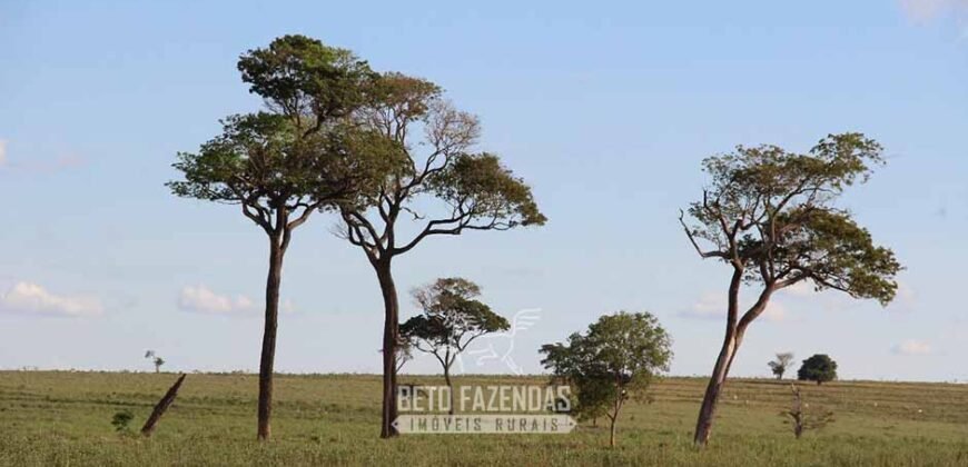 Fazenda à Venda 977 Hectares 90% Aproveitável Lavoura e Pecuária de Elite | Caiuá/SP