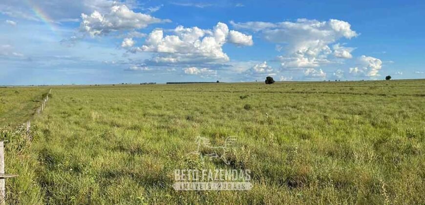Fazenda à Venda 977 Hectares 90% Aproveitável Lavoura e Pecuária de Elite | Caiuá/SP