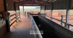 Fazenda à Venda 977 Hectares 90% Aproveitável Lavoura e Pecuária de Elite | Caiuá/SP