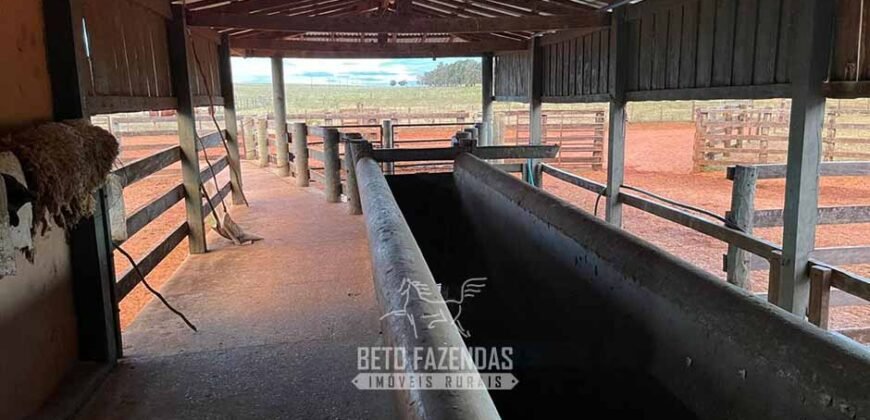 Fazenda à Venda 977 Hectares 90% Aproveitável Lavoura e Pecuária de Elite | Caiuá/SP