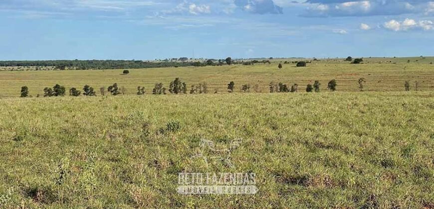 Fazenda à Venda 977 Hectares 90% Aproveitável Lavoura e Pecuária de Elite | Caiuá/SP