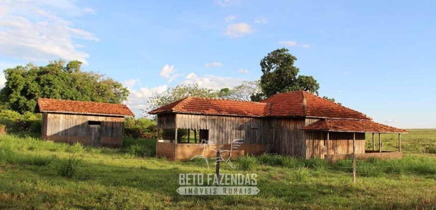 Fazenda à Venda 977 Hectares 90% Aproveitável Lavoura e Pecuária de Elite | Caiuá/SP