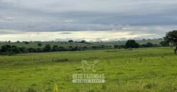 Fazenda à Venda 977 Hectares 90% Aproveitável Lavoura e Pecuária de Elite | Caiuá/SP