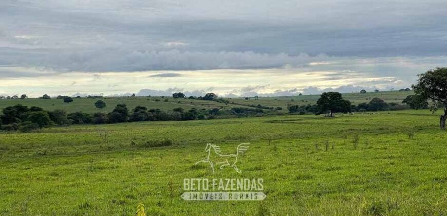Fazenda à Venda 977 Hectares 90% Aproveitável Lavoura e Pecuária de Elite | Caiuá/SP