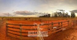 Fazenda à Venda 977 Hectares 90% Aproveitável Lavoura e Pecuária de Elite | Caiuá/SP