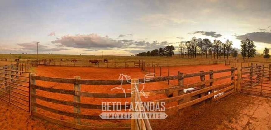 Fazenda à Venda 977 Hectares 90% Aproveitável Lavoura e Pecuária de Elite | Caiuá/SP