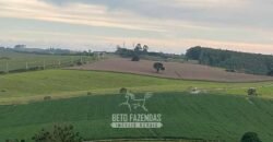 Fazendinha de Alta Eficiência 49 Alqueires Paulista | São Miguel Arcanjo/ SP