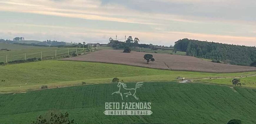 Fazendinha de Alta Eficiência 49 Alqueires Paulista | São Miguel Arcanjo/ SP