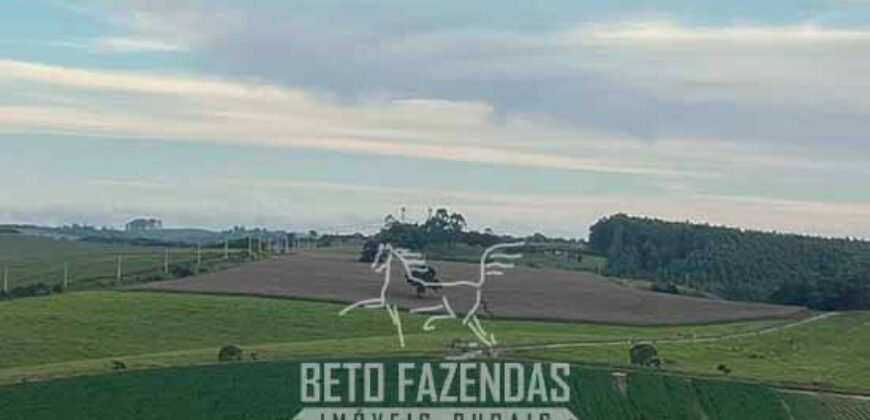 Fazendinha de Alta Eficiência 49 Alqueires Paulista | São Miguel Arcanjo/ SP