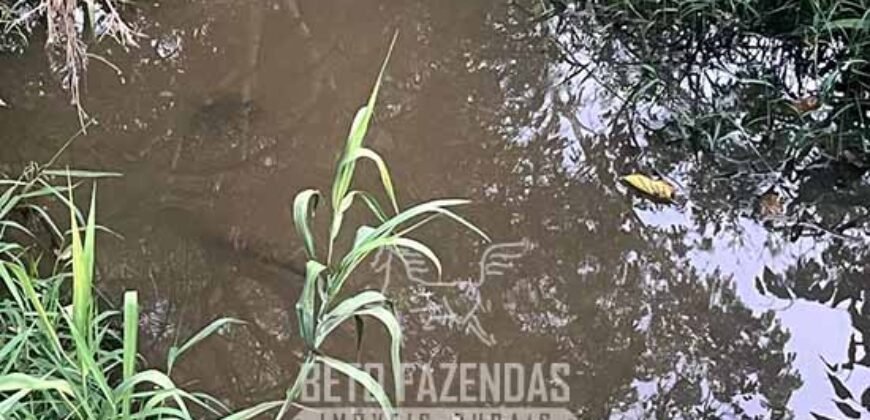 Fazendinha de Alta Eficiência 49 Alqueires Paulista | São Miguel Arcanjo/ SP