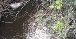 Fazendinha de Alta Eficiência 49 Alqueires Paulista | São Miguel Arcanjo/ SP