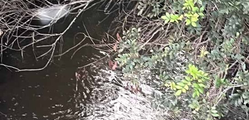 Fazendinha de Alta Eficiência 49 Alqueires Paulista | São Miguel Arcanjo/ SP