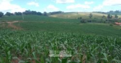 Fazendinha de Alta Eficiência 49 Alqueires Paulista | São Miguel Arcanjo/ SP