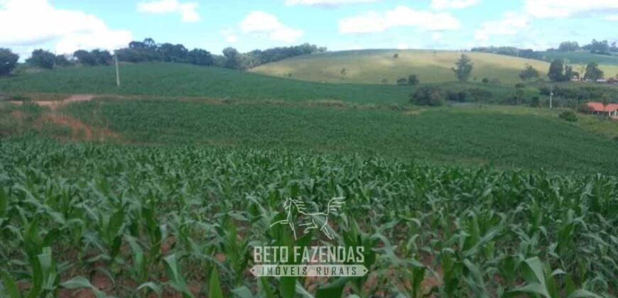 Fazendinha de Alta Eficiência 49 Alqueires Paulista | São Miguel Arcanjo/ SP