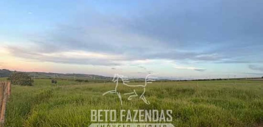 Fazendinha de Alta Eficiência 49 Alqueires Paulista | São Miguel Arcanjo/ SP