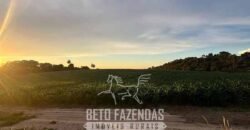 Fazendinha de Alta Eficiência 49 Alqueires Paulista | São Miguel Arcanjo/ SP