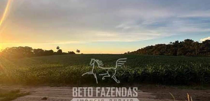 Fazendinha de Alta Eficiência 49 Alqueires Paulista | São Miguel Arcanjo/ SP