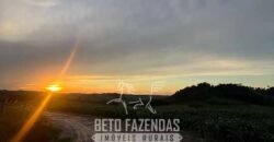 Fazendinha de Alta Eficiência 49 Alqueires Paulista | São Miguel Arcanjo/ SP