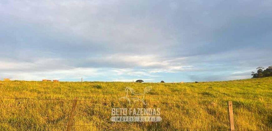 Fazendinha de Alta Eficiência 49 Alqueires Paulista | São Miguel Arcanjo/ SP