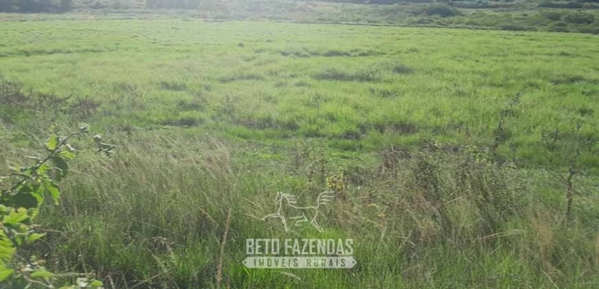 Fazenda à Venda 1.930 Hectares Potencial de Lavoura e Pecuária | Novo São Joaquim/ MT