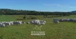 Fazenda Modelo à Venda 11.942 Hectares Liquidação Bancária na Pecuária | Sudoeste Goiano/ GO