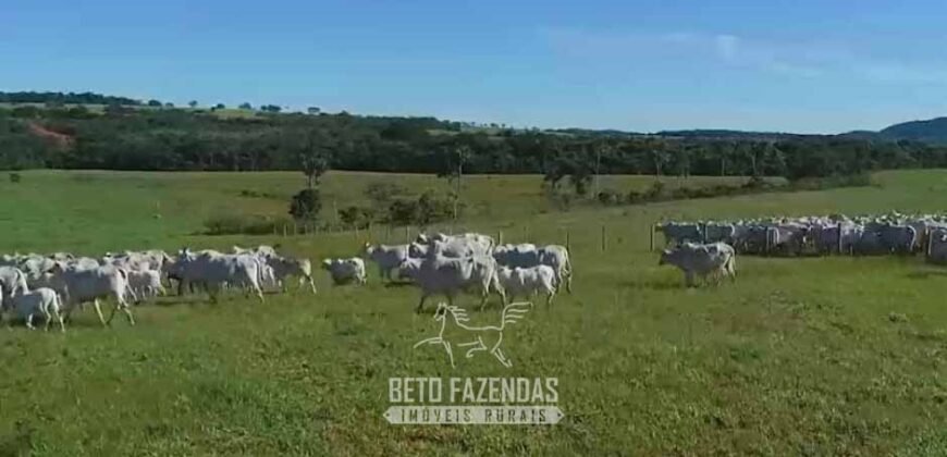 Fazenda Modelo à Venda 11.942 Hectares Liquidação Bancária na Pecuária | Sudoeste Goiano/ GO
