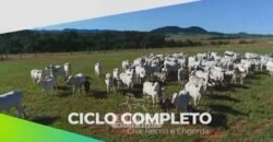 Fazenda Modelo à Venda 11.942 Hectares Liquidação Bancária na Pecuária | Sudoeste Goiano/ GO