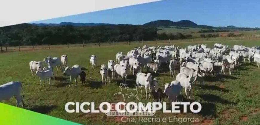 Fazenda Modelo à Venda 11.942 Hectares Liquidação Bancária na Pecuária | Sudoeste Goiano/ GO