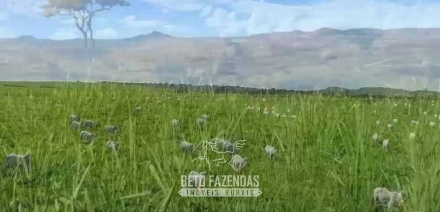 Fazenda Modelo à Venda 11.942 Hectares Liquidação Bancária na Pecuária | Sudoeste Goiano/ GO